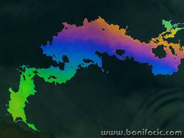 stilllife___Oil___Cres, Croatia.