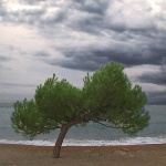 stilllife___Pine___Punat, Croatia.