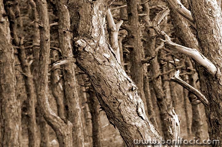 treskavacsuma5sepiamal