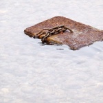 stilllife___Rooted___Punat, Croatia.