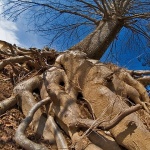 stilllife___Roots___Dreznica, Croatia.