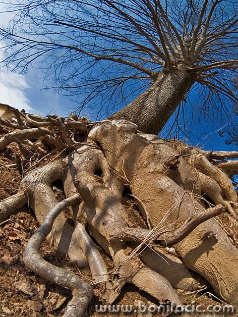 stilllife___Roots___Dreznica, Croatia.