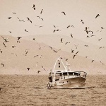 kocagalebimod1sepiamal