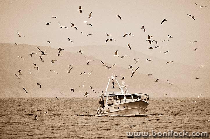 kocagalebimod1sepiamal