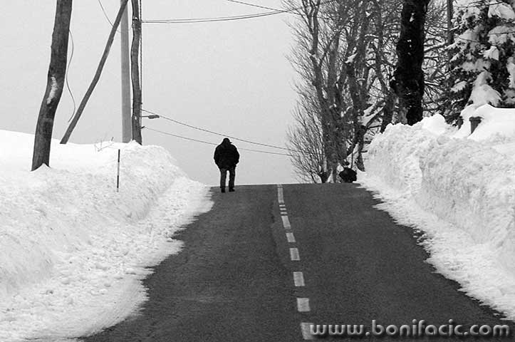 cestacoviksnigbw1mal