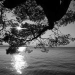 malinskaborsunce1BWmal