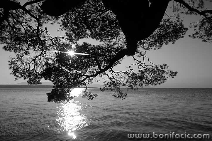 malinskaborsunce1BWmal