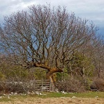 kampeljestablozatoka1mal