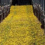 kampeljevinogradmaslacak1mal