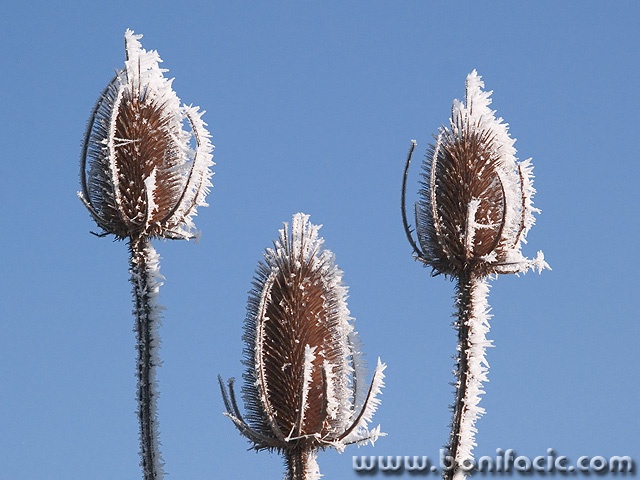 stilllife___Spiky Ice Cream___Ogulin, Croatia.