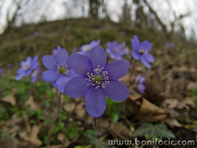 stilllife___Springtime Annoucers___Gorski Kotar, Croatia.