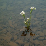 stilllife___Suffusion No Necessarily___Fuzine, Croatia.