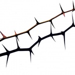 stilllife___Thorny Shadow___