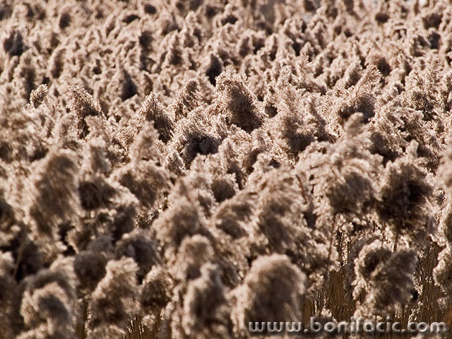 stilllife___Sun Oneself___Svica, Croatia.