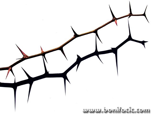 stilllife___Thorny Shadow___