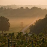 stilllife___Tree In Fog___Visnjevac, Croatia.