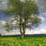 stilllife___Tree On The Yellow Carpet___Ogulin, Croatia.