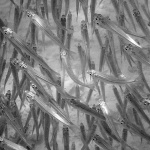 ribice15bwmal