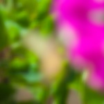 bugenviulijabour1mal