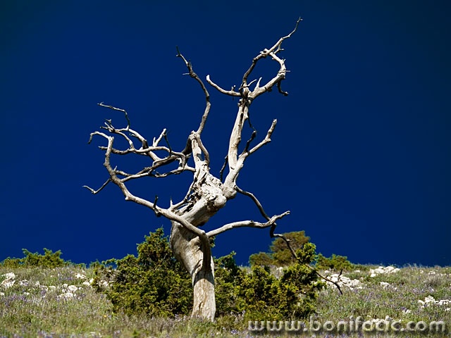 stilllife___Torrid___Beli, Croatia.