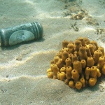 stilllife___Underwater Refreshment___Malinska, Croatia.