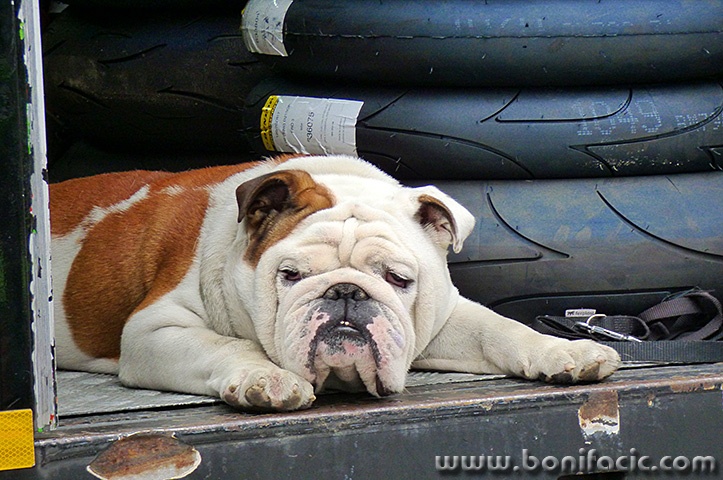 buldoggrobnik1mal