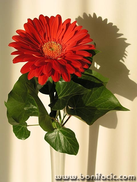 stilllife___Women's Day___