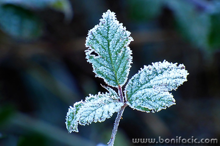 listmraz1mal