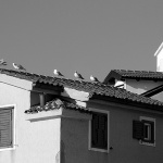 baskagalebicrikva1tifbwmal