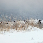 delnicesnigtrava1mal