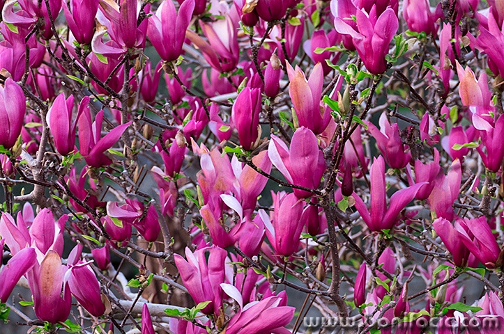 maghnolija1mal