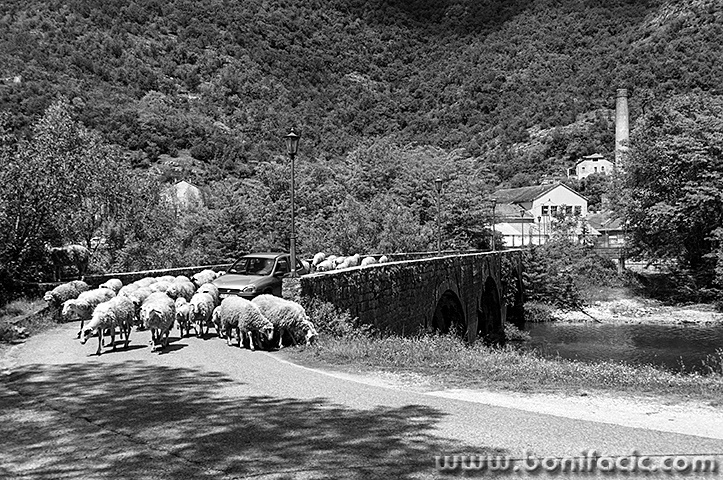 skadar90mal