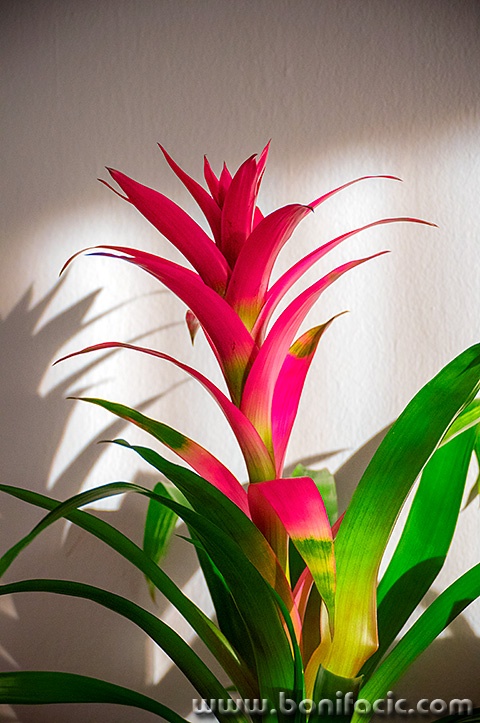 guzmania1mal