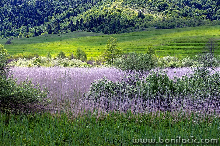 cerovnik7mal