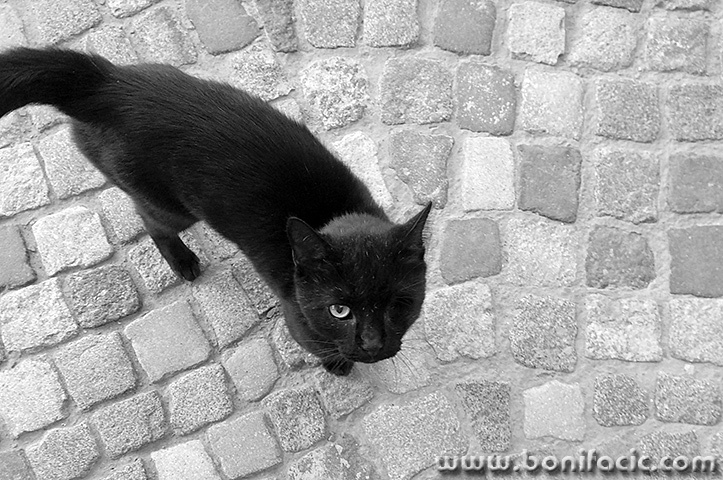 osmacakjednooki1bwmal
