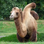 zoo25mal