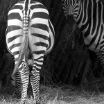 zoo22mal