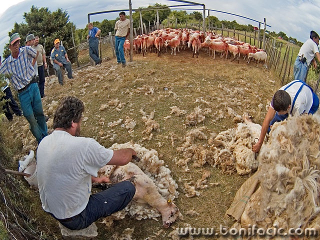 action___Haircut One 100___Cres, Croatia.