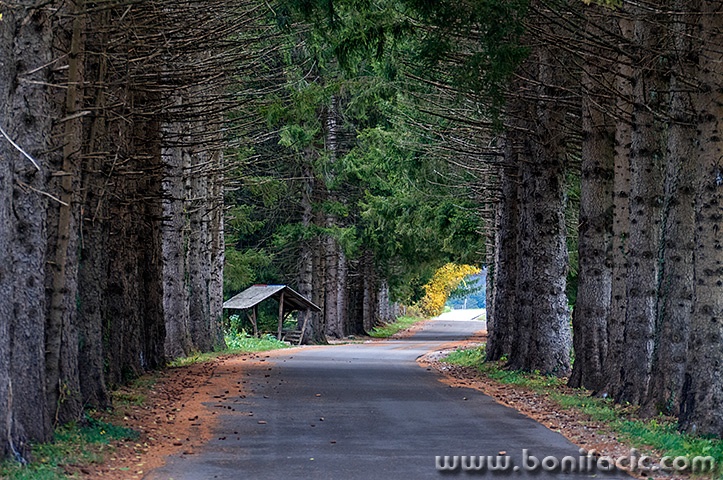 rasadnikdrvoredcesta1mal