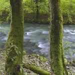 stilllife___Posts___Zeleni Vir, Croatia.