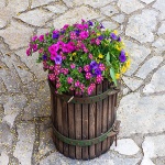 rozicabenkovacki1mal