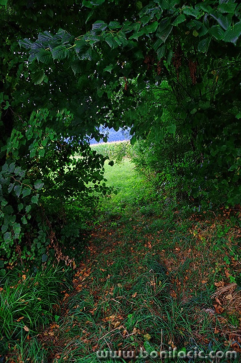 josipdolvuzasuma1mal