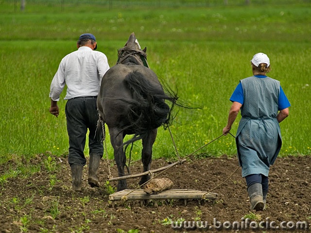 action___Spring Job___Dreznica, Croatia.