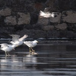 animals___Above All___Senj, Croatia.