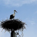 animals___Accoucheuse___Ozalj, Croatia.