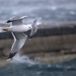 animals___Aeromeeting___Senj, Croatia.