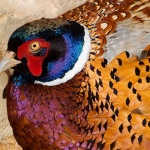 animals___African Eye___Tozeur, Tunisia.