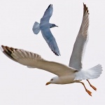 animals___Air Dance___Punat, Croatia.