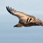 animals___Air King___Beli, Croatia.