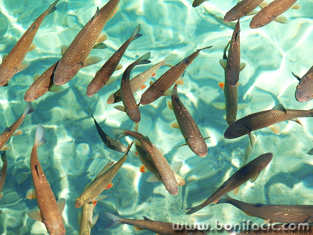 animals___Abecedary___Narional Park Plitvice, Croatia.
